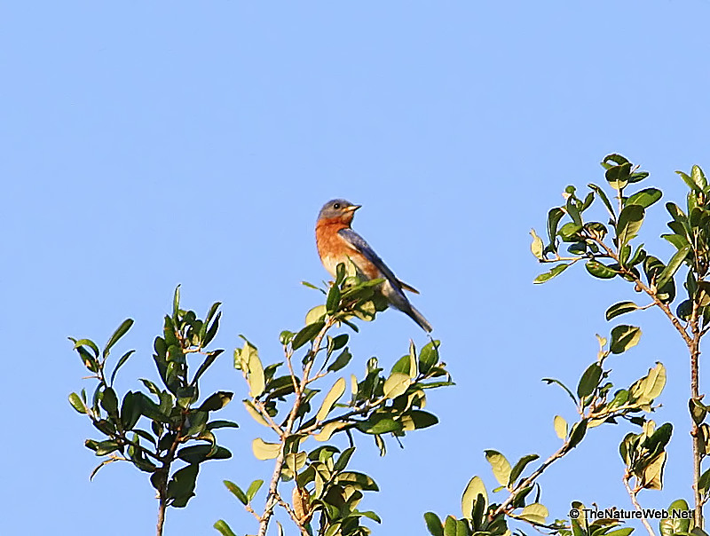 Eastern Bluebird